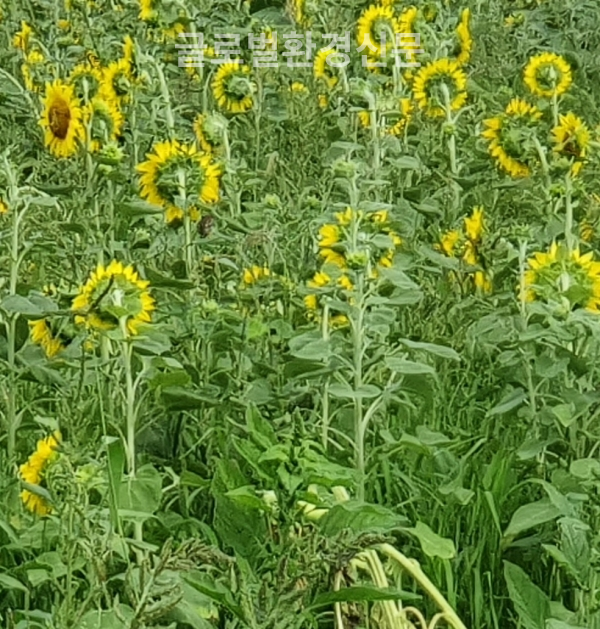 얼굴 감춘 채 뒤돌아 선 해바라기, 마치 수줍은 촌색시같다